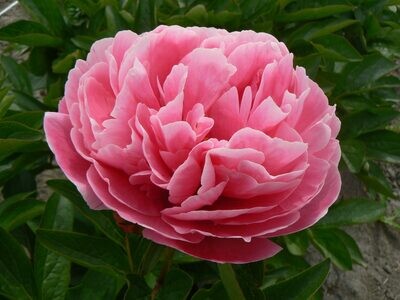 Carnation Bouquet