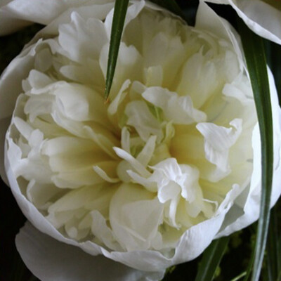 Duchesse de Nemours