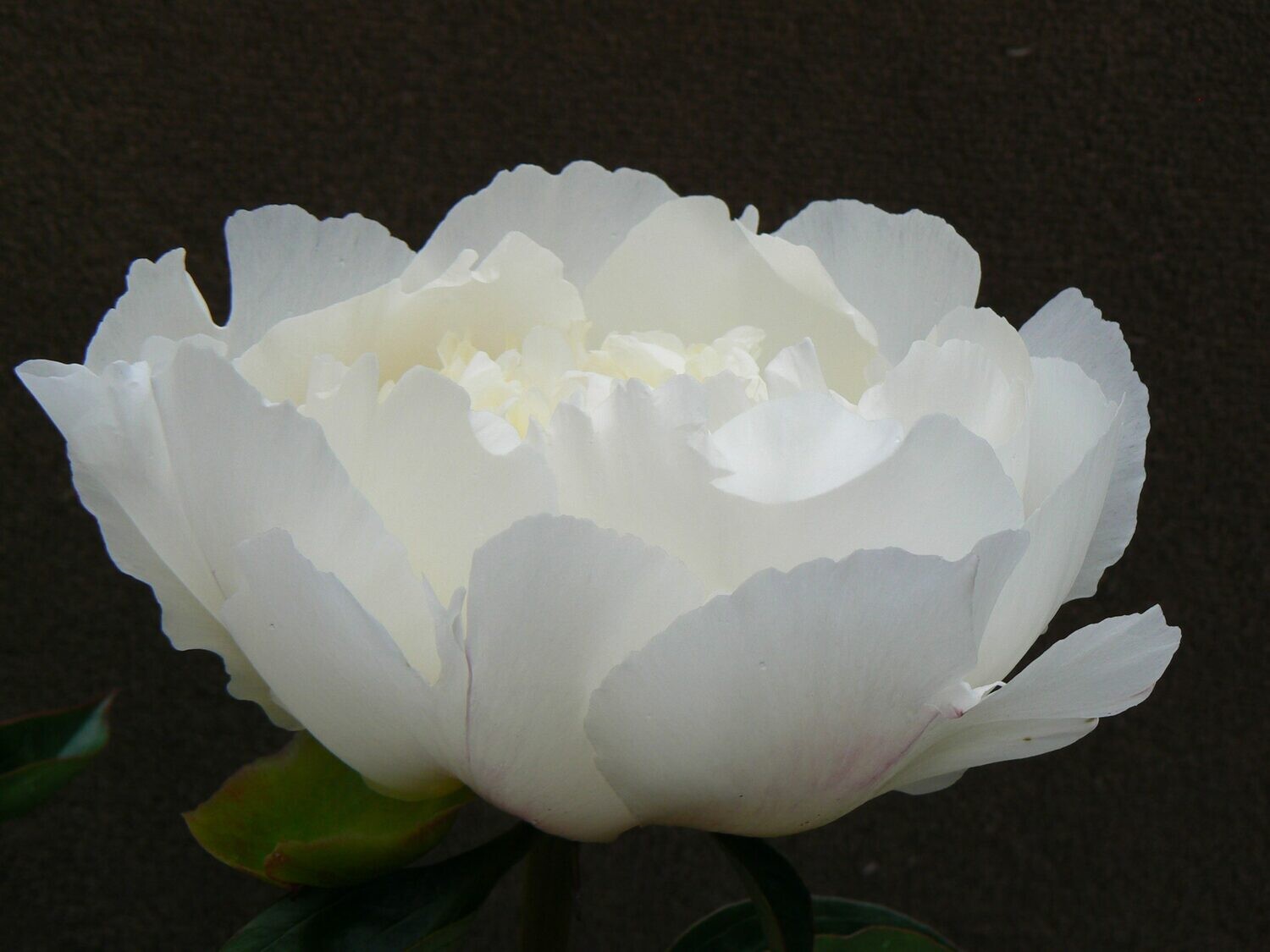 Bridal Grace
