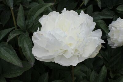 Bright White