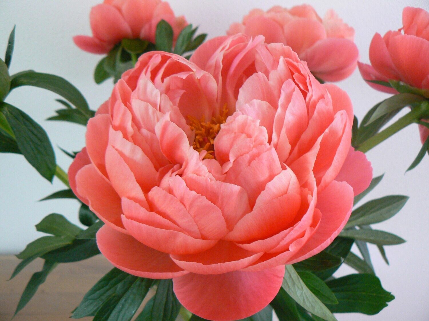 Coral Charm