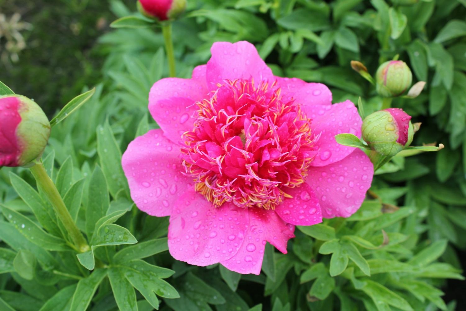 Anemoniflora