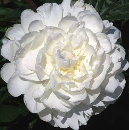 Ann Cousins