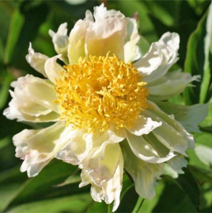 Green Lotus