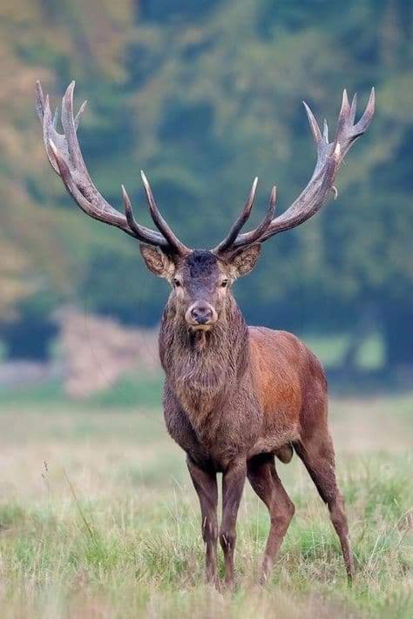 Red Stag Smackdown                                      Oct. 6-8, 2023 $7,300