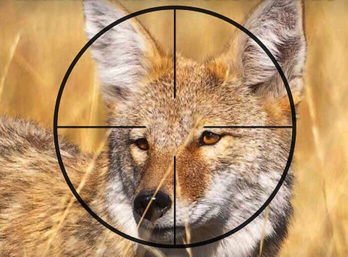 Coyote Shoot May 26-29, 2023 $1,500