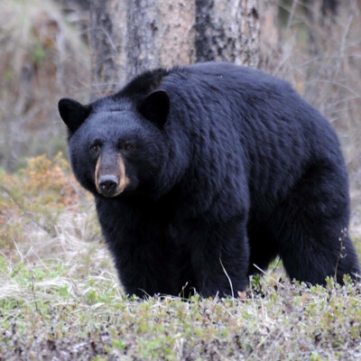 Maine Bear Hunt Date Sept 10-17, 2023 $2,600