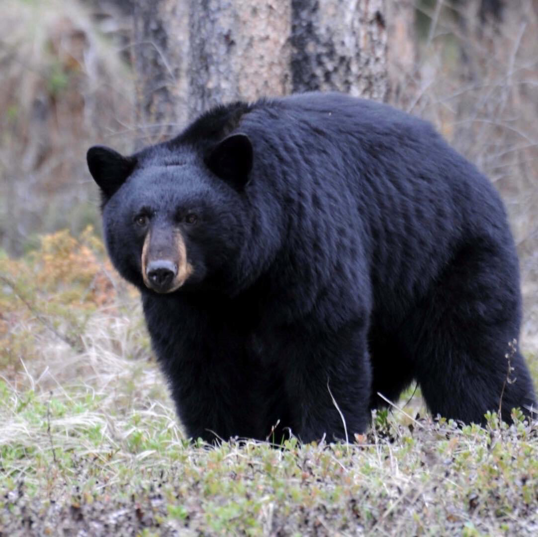 Maine Bear Hunt Sept 815, 2024 2,600