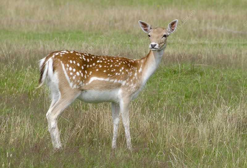 Fallow Doe Meat Hunt Sept 19-21, 2025