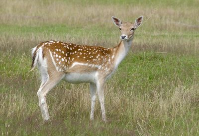 Fallow Doe Meat Hunt Sept 19-21, 2025