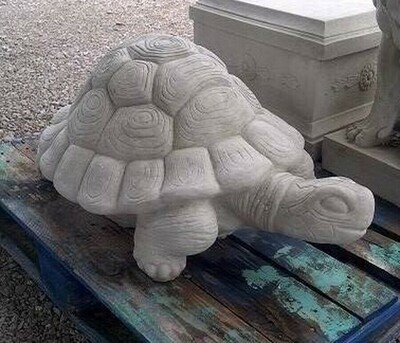 XL Detailed Turtle