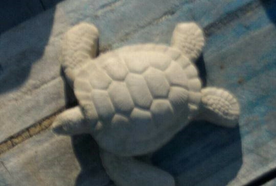 Tiny Sea Turtle