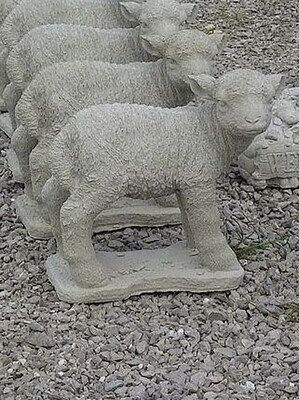 Detailed Md. Sheep