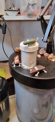 My pet rocks!