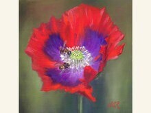 'Poppy Pair' 8x8 Oil on Linen by Sonja A Kever