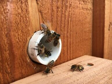 Mini Bee Pac - Pick Up Monday - Wednesday