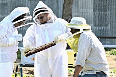 Private Beekeeping Lesson