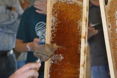 Honey Extracting Session