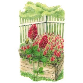Cover Crop - Crimson Clover - Seed Packet