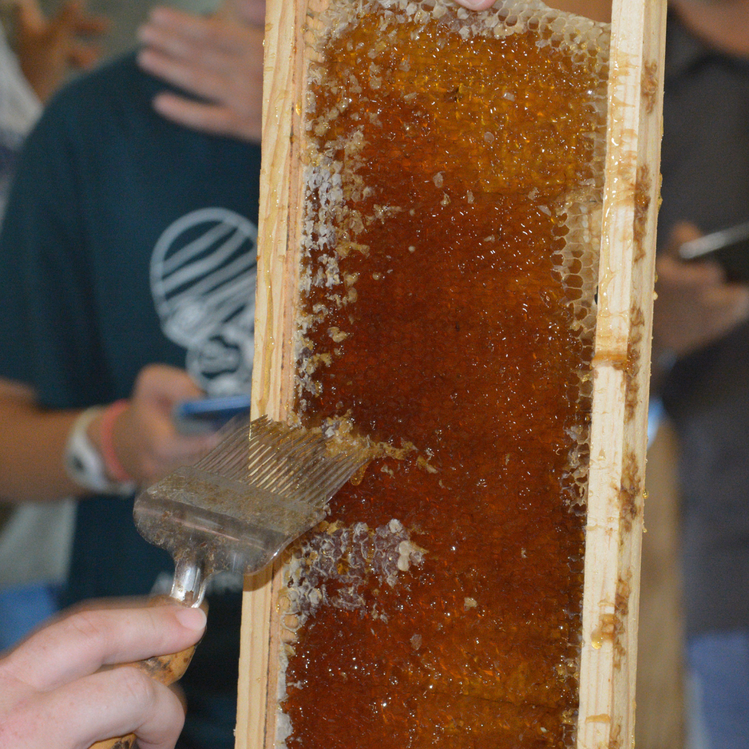 Honey Extracting Workshop