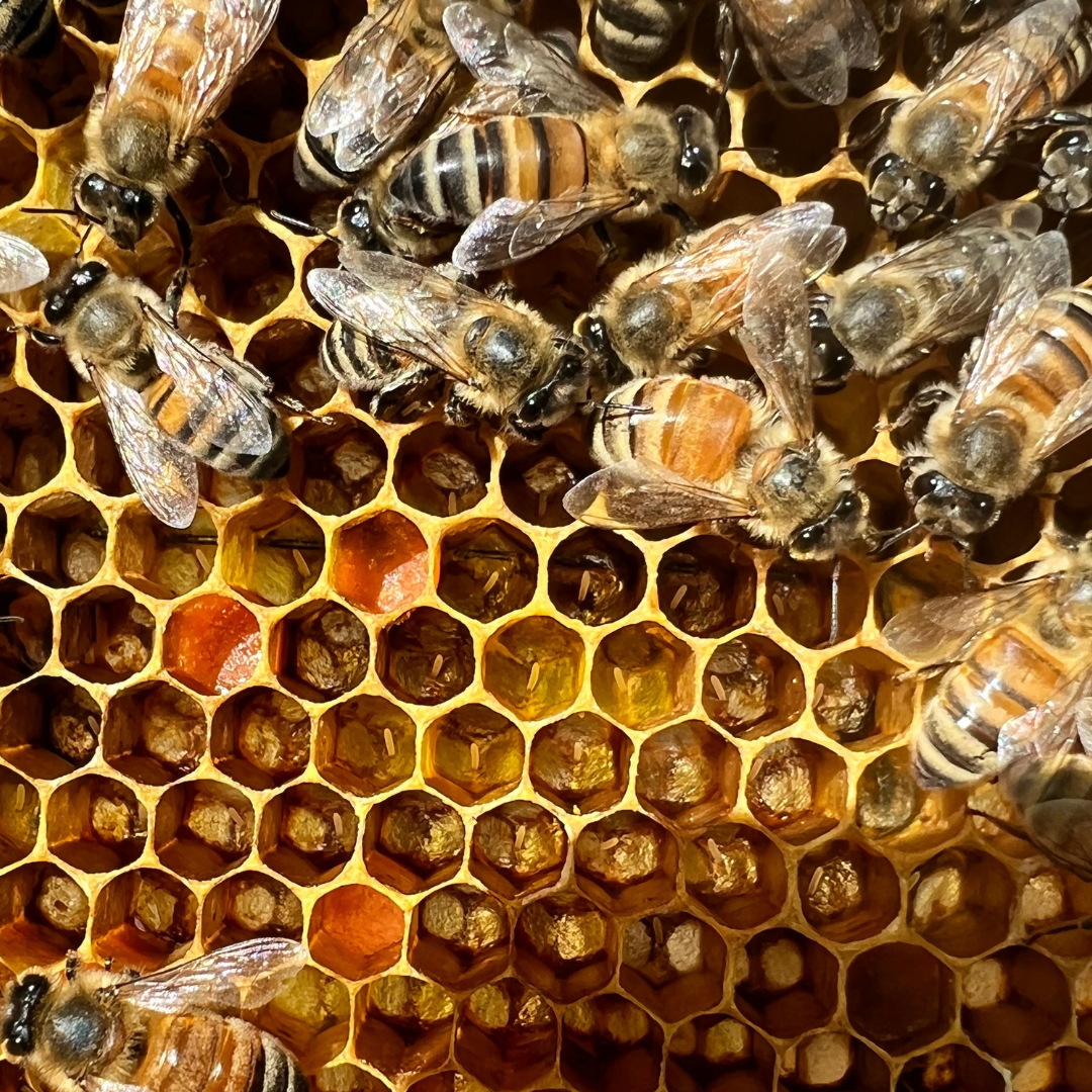 National Honey Bee Day