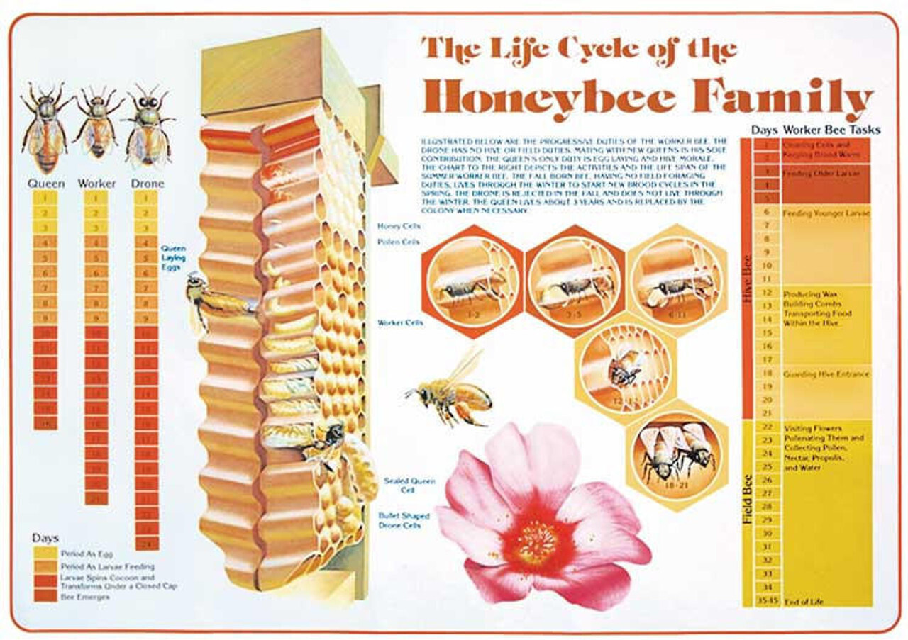 Educational life cycle of the honeybee poster store beeweaver honey