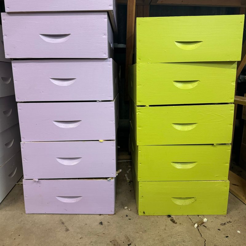 Cypress Medium Super Painted 10 frame (no frames)