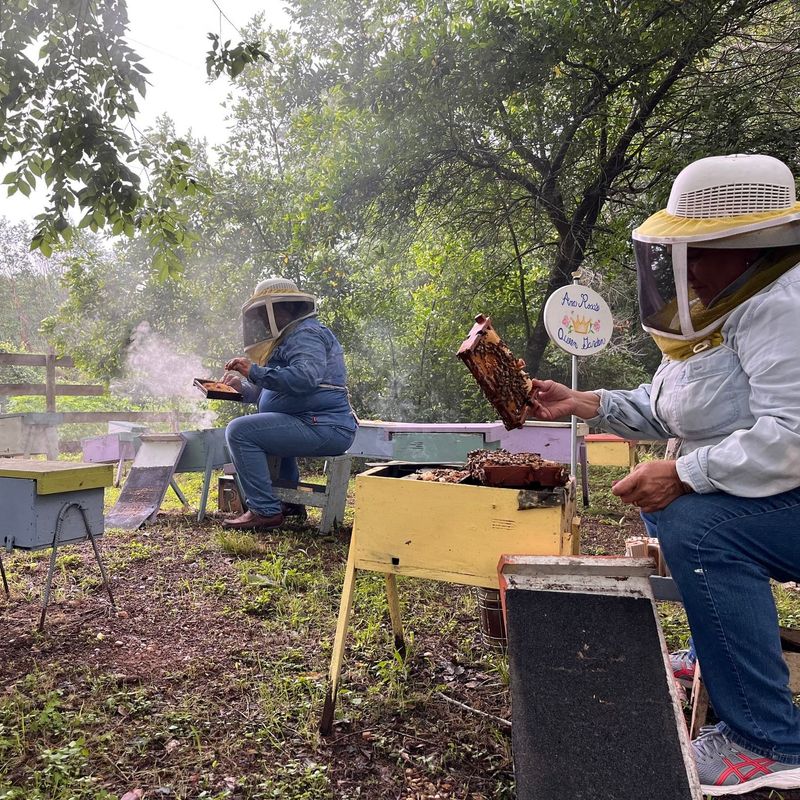 Queens & Bees – Store – BeeWeaver Honey Farm Queens & Bees – Store – BeeWeaver Honey Farm