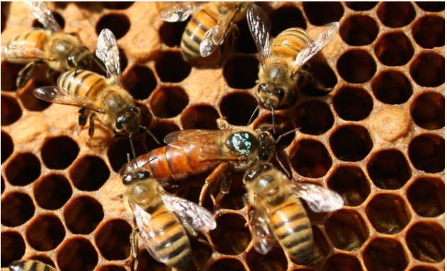2025 BeeWeaver Queen, IMMEDIATE PICK UP, ON SALE!
