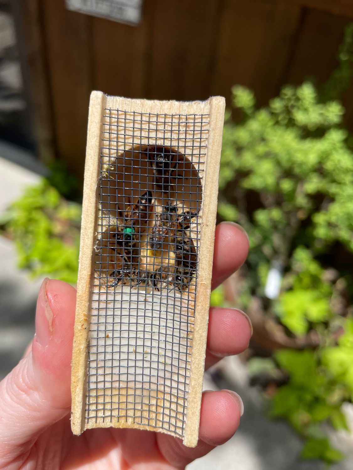 2025 BeeWeaver Queen, IMMEDIATE PICK UP, ON SALE!