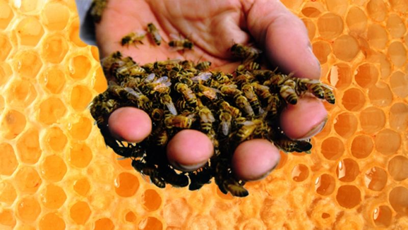 Mini Bee Pac - Shipped Monday - Wednesday