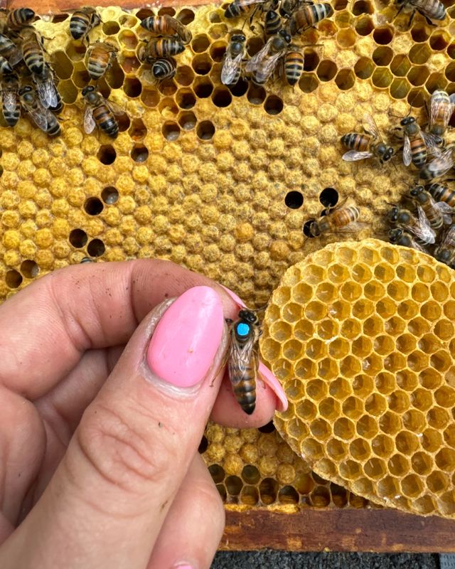 2026 PRE-ORDER BeeWeaver Queen SHIPPED