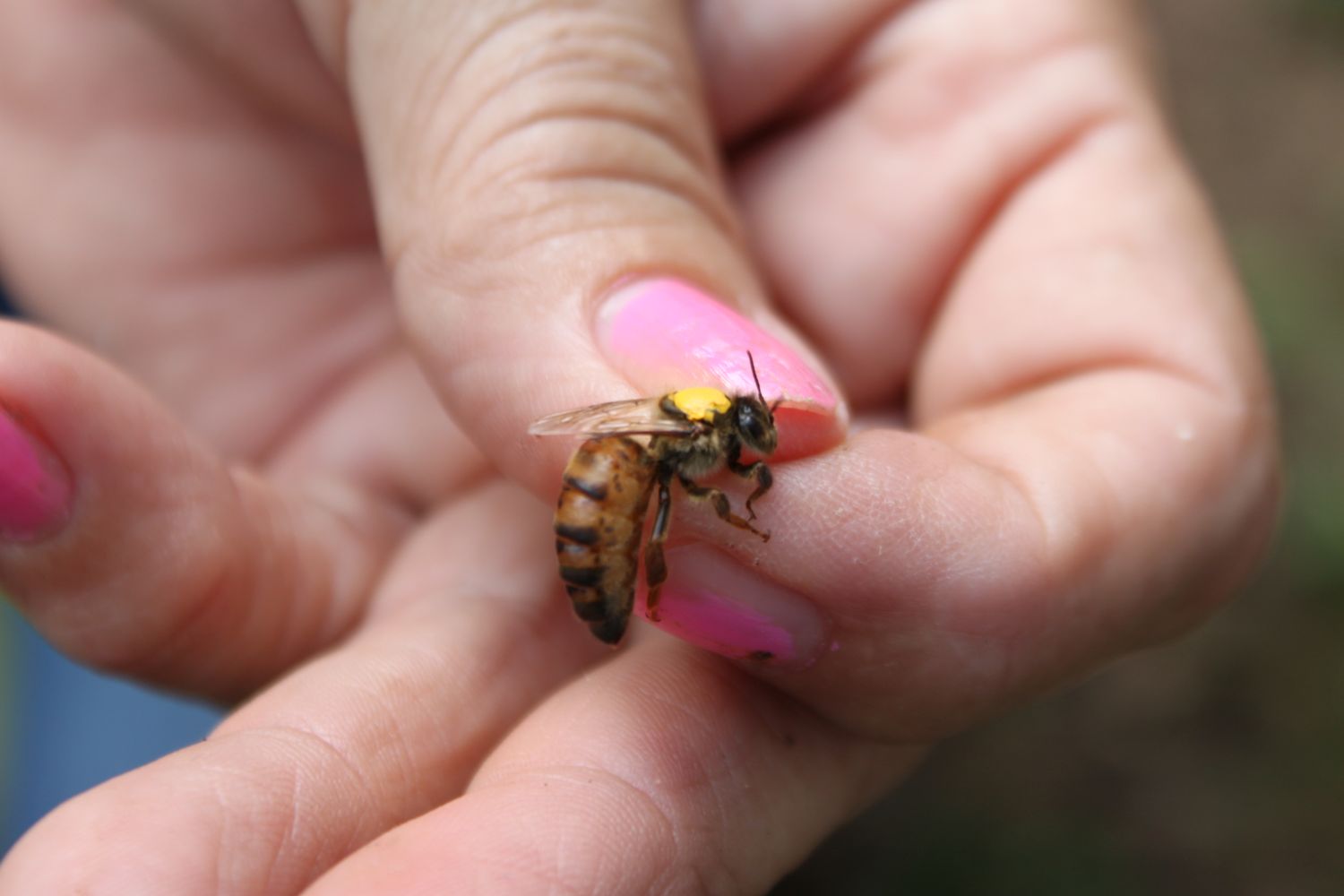 PRE-ORDER: 2027 BeeWeaver Queen SHIPPED