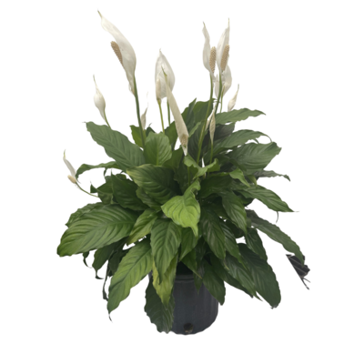 Peace Lily 10