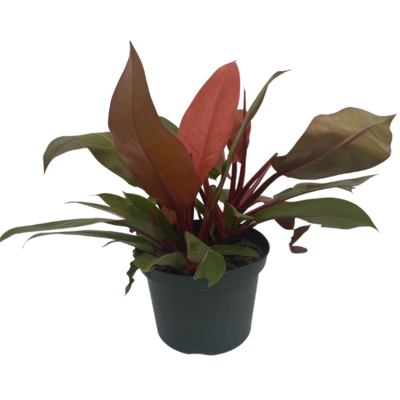 Philodendron Prince of Orange 8