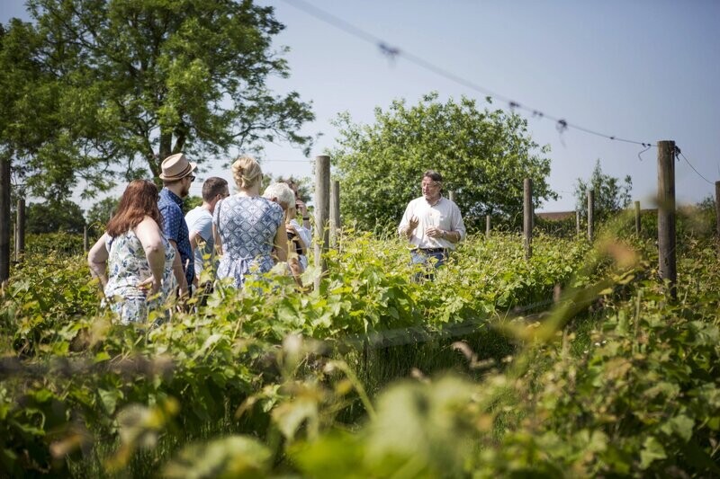 Scheduled Vineyard Tour Experiences 2025
