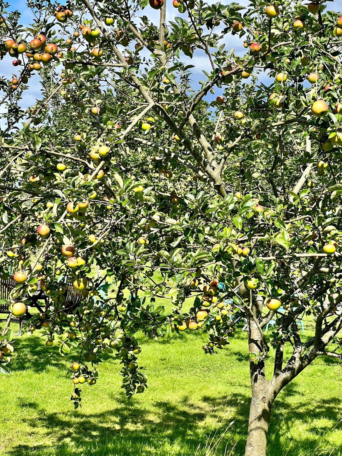 Apple Tree Pruning Training Session Saturday 18th January 2025