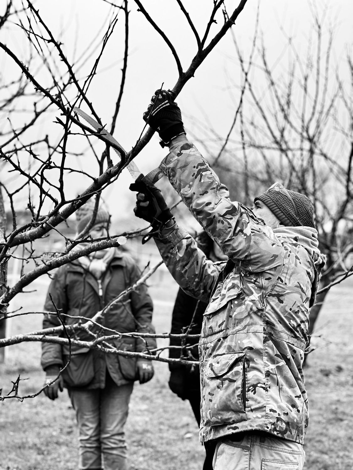 Apple Tree Pruning Workshop Saturday 17th January 2026