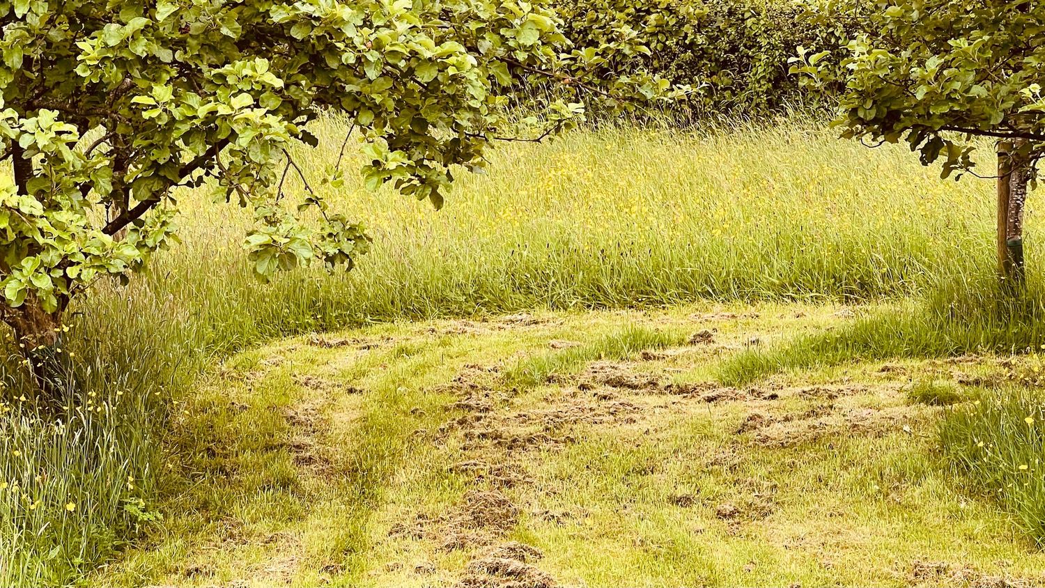 Forest Bathing (Shinrin-Yoku)