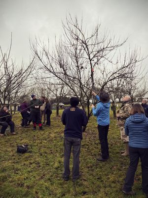 Tree Pruning Workshop dates In Jan and February 2027 Tree Pruning Workshop dates In Jan and February 2027