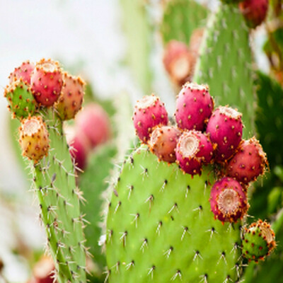 CACTUS BLOSSOM