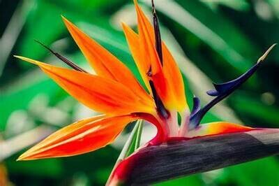 BIRD OF PARADISE