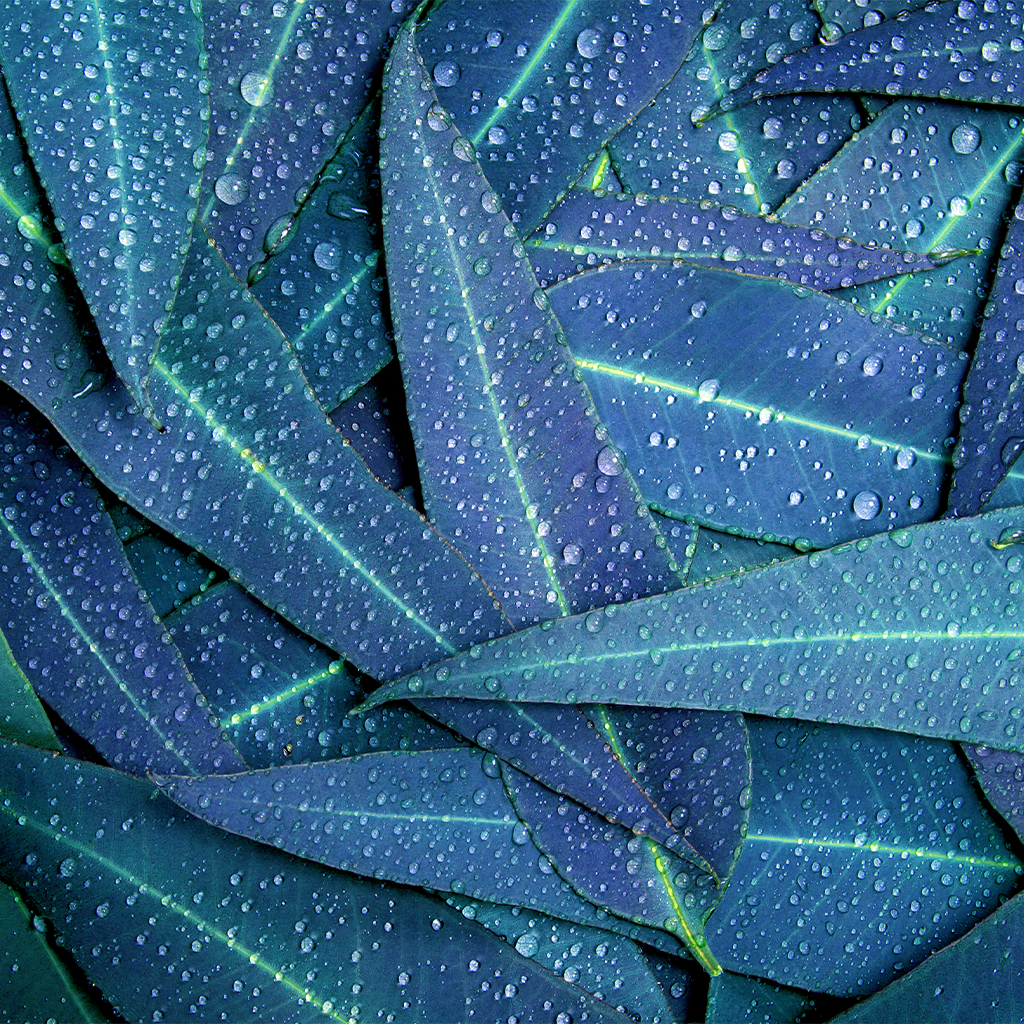 EUCALYPTUS &amp; RAIN