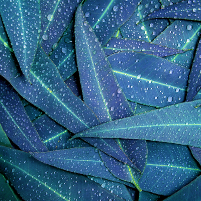 EUCALYPTUS &amp; RAIN