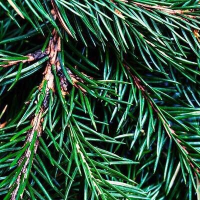 FRASER FIR