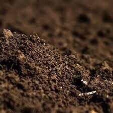 DIRT