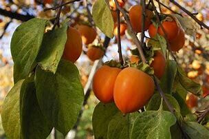 Persimmon