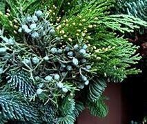 Balsam &amp; Cedar