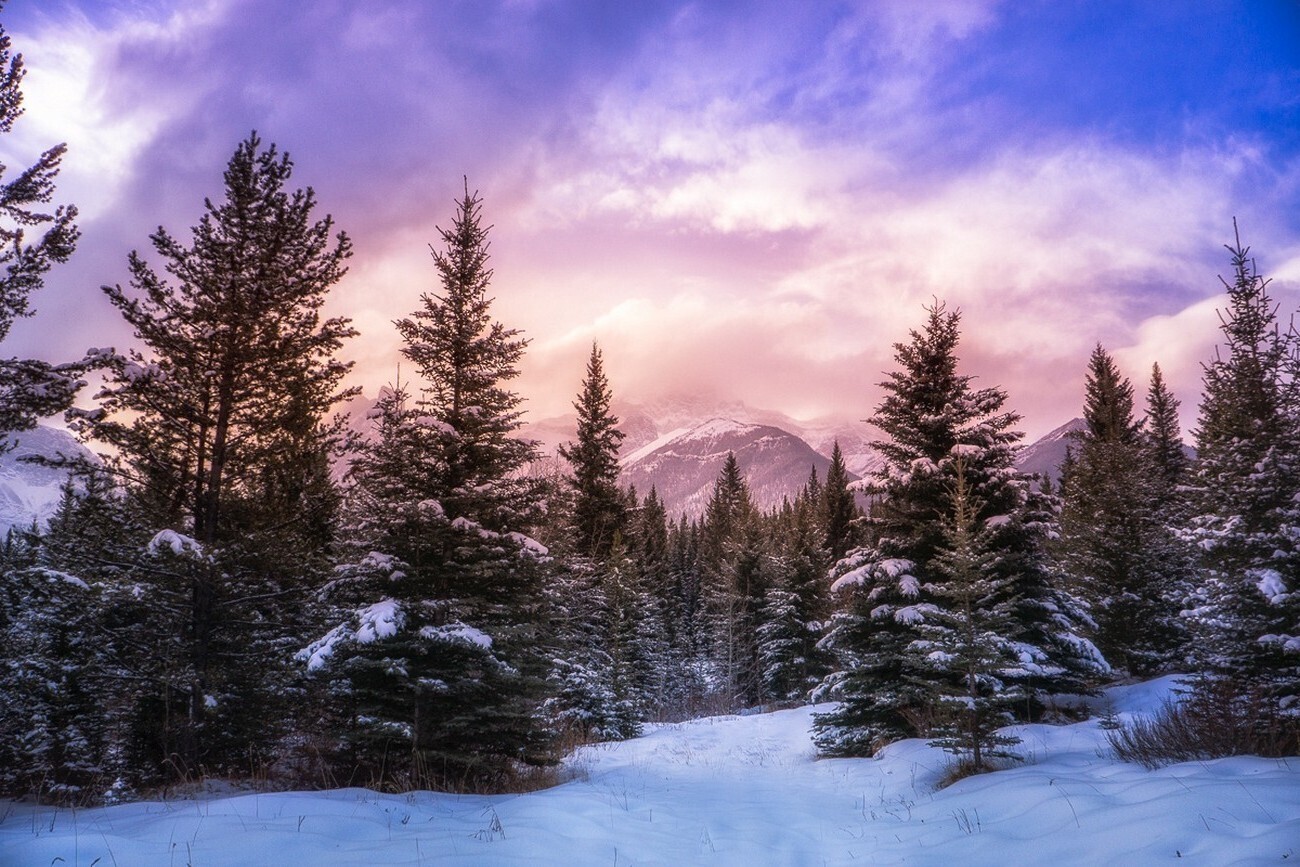 Pine Forest