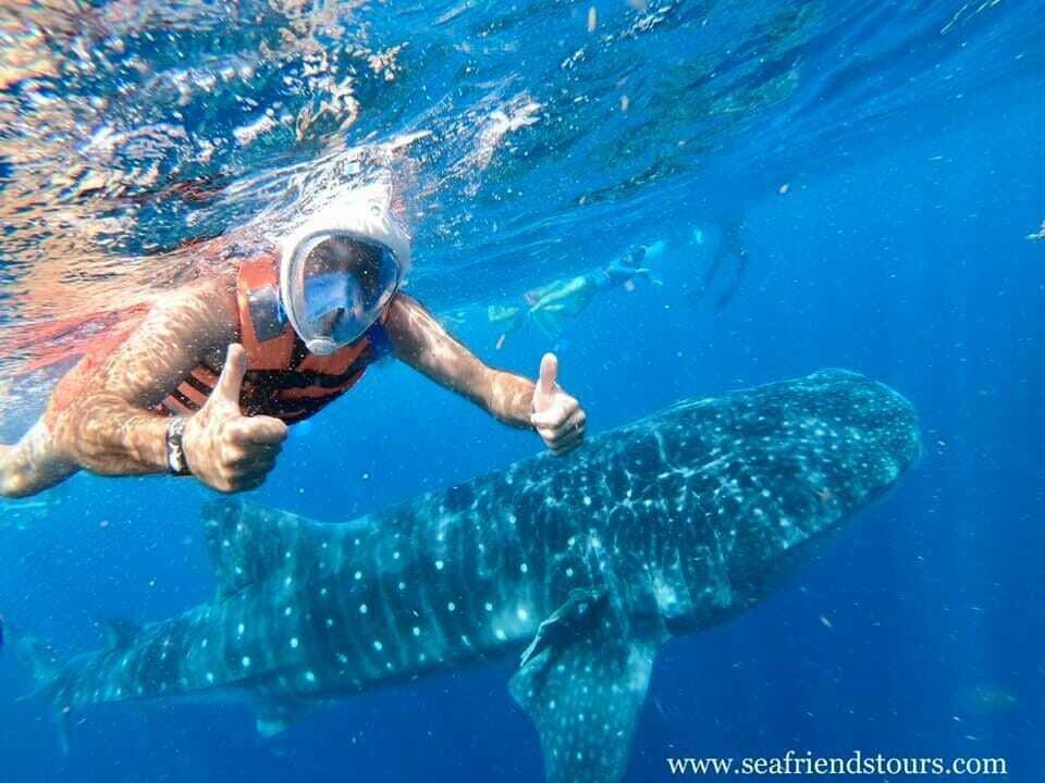TEMPORADA DE NADO CON TIBURÓN BALLENA - Precio Especial - Antes 200USD